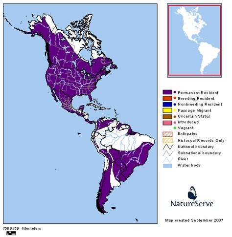 Bellas Aves De El Salvador Bubo Virginianus Buho Real Americano