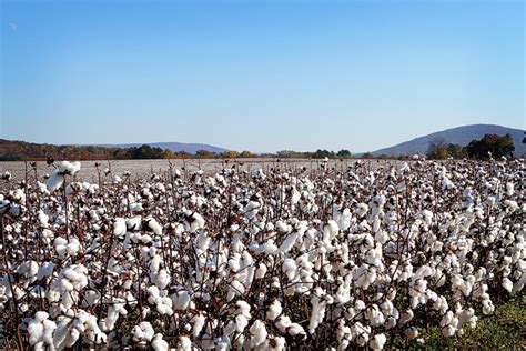 Alabama Cotton Fields | Visit Alabama During Fall To See Cotton Plants