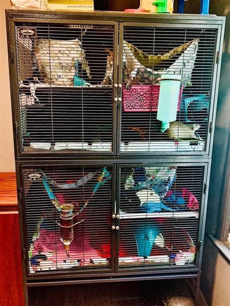 Cage Setups - THE GEORGIA RAT RESCUE