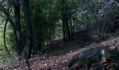 Registran Presencia De Gato Colo Colo En Parque Nacional Radal Siete