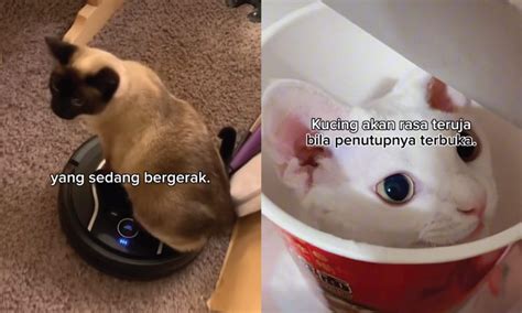 Kucing Pun Bosan Kalau Anda Tidak Kreatif Ini 3 Hadiah Si Bulus Suka