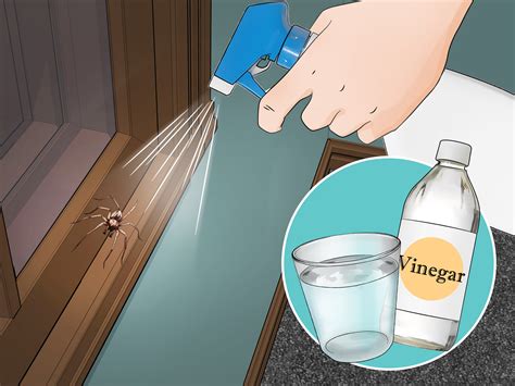 How To Get Rid Of Spiders In The House Steps With Pictures