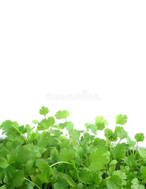 Coriander stock photo. Image of frame, green, copyspace - 5413256