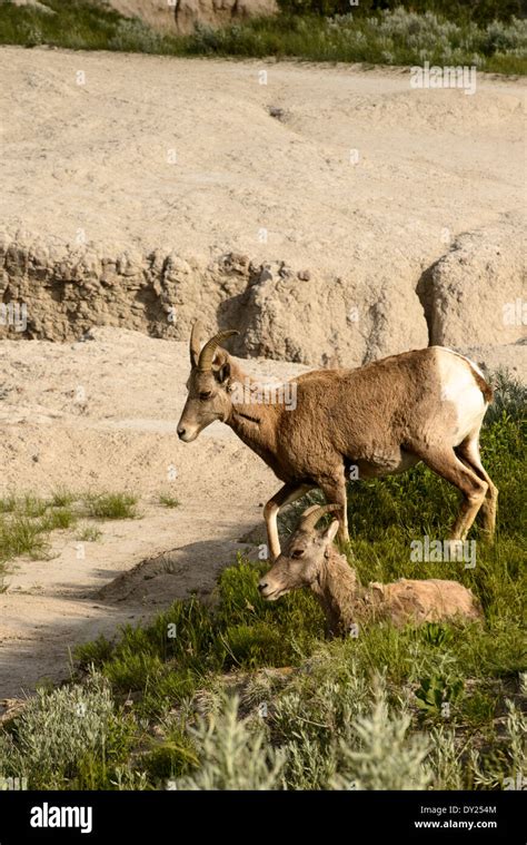 Bighorn sheep in Badlands National Park Stock Photo - Alamy