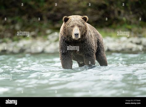 Brown Bear Fishing For Salmon Stock Photo Alamy