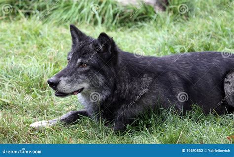 Black wolf stock photo. Image of predator, nature, wildlife - 19590852