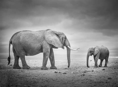 The beauty of Amboseli wildlife. - Minimalist Photography Awards