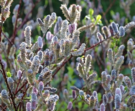 Amazon Pink Pussy Willow Tree Cutting To Plant Grow Stunning Weeping Catskin Willow Tree