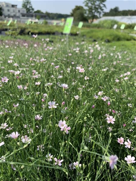 Petrorhagia Saxifraga Steinbrech Felsennelke Gartenpflanzen Daepp