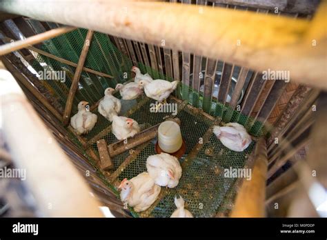 Chicken Animal Asia Hi Res Stock Photography And Images Alamy