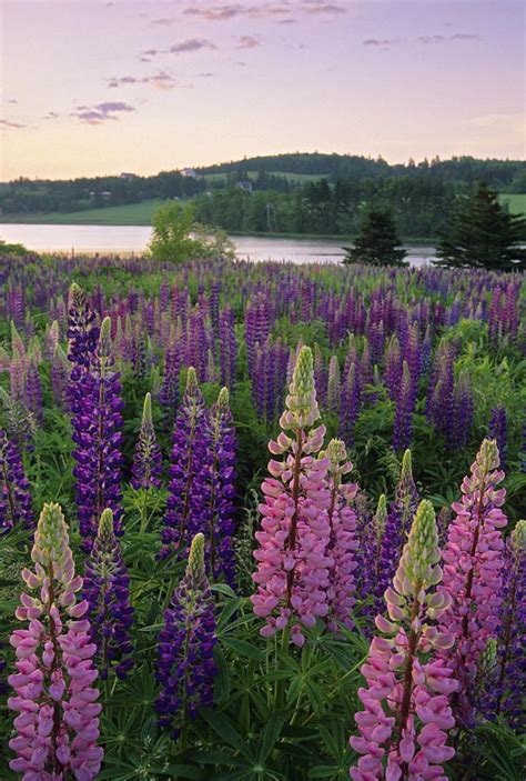 Lupins New Glasgow Prince Edward Prince Edward Island Prince