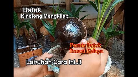 Bonsai Kelapa Jumbo Pernis Batok Youtube