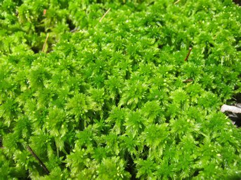 Live Sphagnum Moss Long Fiber Great For Plants Amphibians