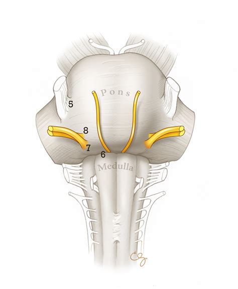 Internal Auditory Canal and Cerebellopontine Angle – Oto Surgery Atlas