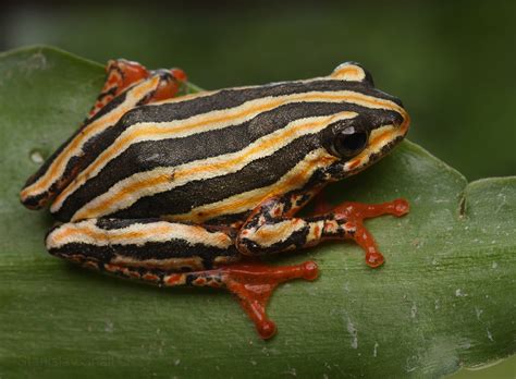 Painted Reed Frog Herpetofauna Of Angola · Inaturalist