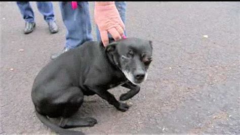 Dog Recovers From Severe Head Injury In Bucks County Watch The Video