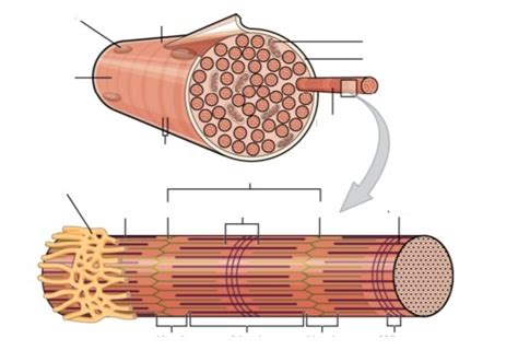 Skeletal Muscle Fiber Diagram Diagram Quizlet