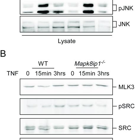 Vav Rac Mlk And Mkk Contribute To Jip Mediated Jnk Activation A