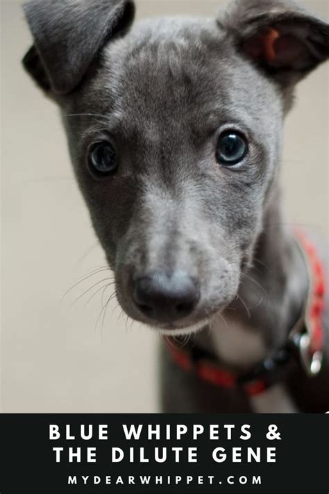 The Beauty Of Blue Whippets