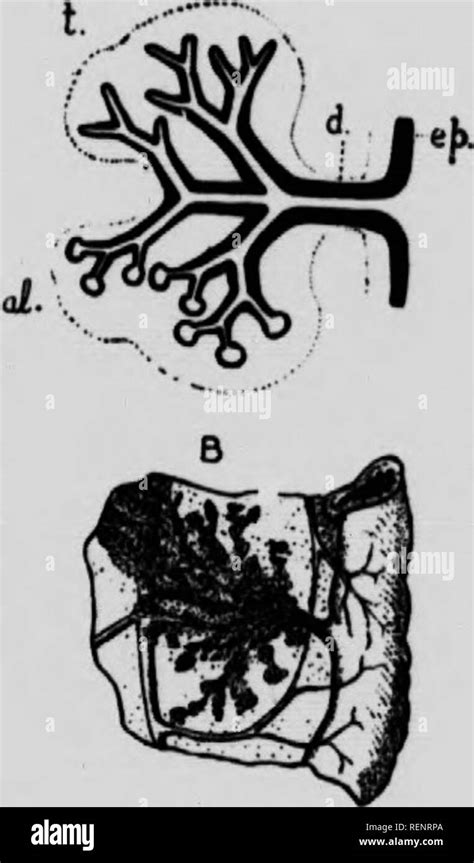 Anatomie Pratique Du Lapin Microforme Un Manuel De Laboratoire