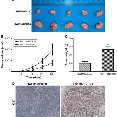 Expression Of Ndrg In Crc Cell And Stable Cell Construction Notes