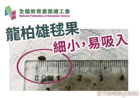 龍柏雄毬果成校園健康殺手 全教產籲教部全面盤點因應 Ettoday生活新聞 Ettoday新聞雲