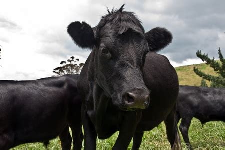 Are Your Cows Employees Flying H Genetics