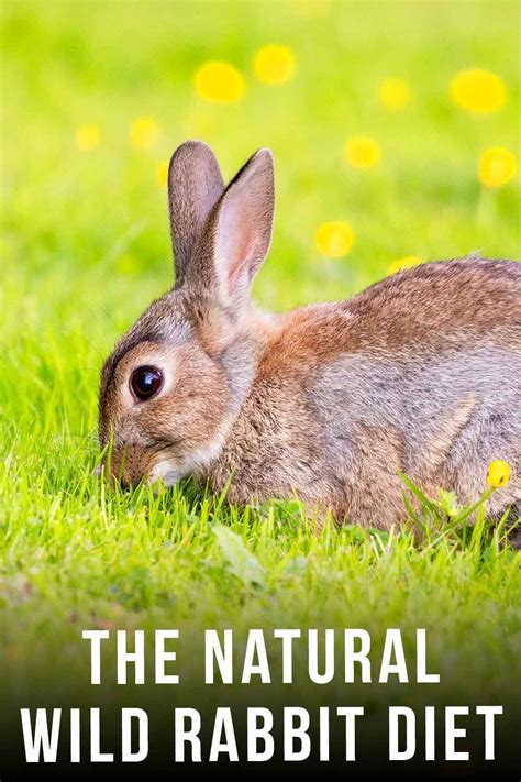 What Do Wild Rabbits Eat A Guide To The Natural Wild Rabbit Diet