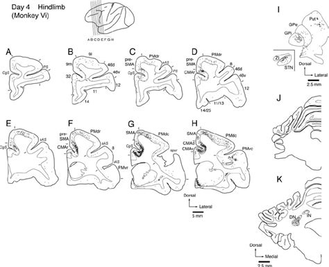 Distribution Patterns Of Retrograde Labeling In The Frontal Lobe A