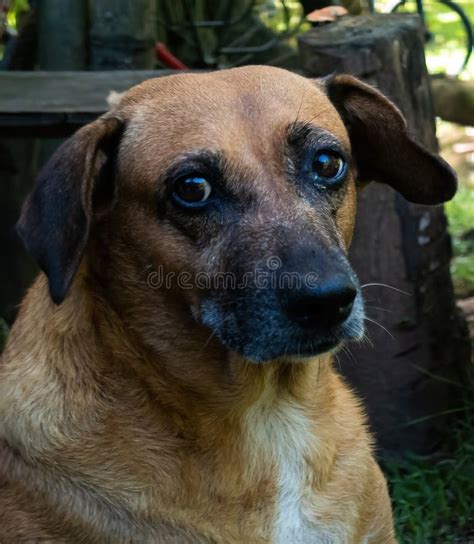 Old Dog With Sad Look Abandoned Animal Stock Photo Image Of Rescue