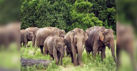 Jharkhand News Herd Of 42 Elephants Wreaking Havoc In Giridih Crushed Grandfather And