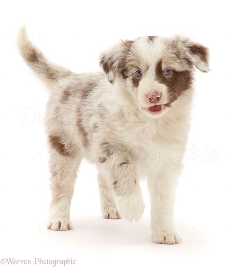 Dog Red Merle Border Collie Puppy 6 Weeks Old Photo Wp49694