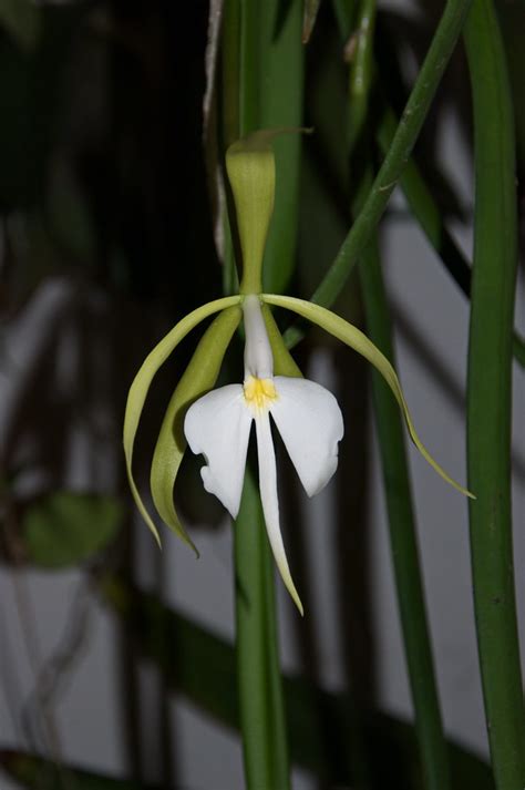 Epidendrum Parkinsonianum Stefano Flickr