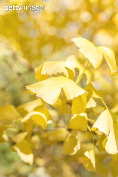 Beautiful Yellow Ginkgo Gingko Biloba Tree Forest In Autumn Season