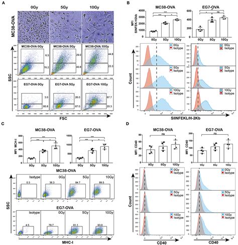 Frontiers Local Irradiation Sensitized Tumors To Adoptive T Cell