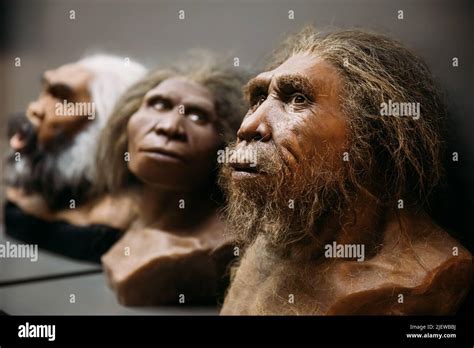 Museo neanderthal fotografías e imágenes de alta resolución Página 3