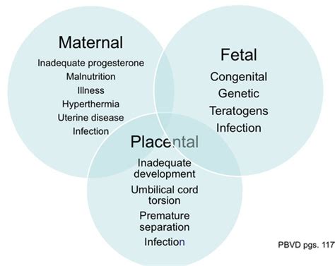 Placenta And Fetus Flashcards Quizlet