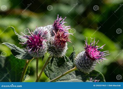 The Arachnoid Burdock Arctium Tomentosumwild Plants Of Siberia Stock