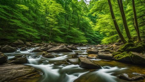 New River State Park Explore North Carolina Verdant Traveler