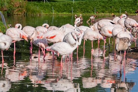 Flamingo Spreading Its Wings · Free Stock Photo