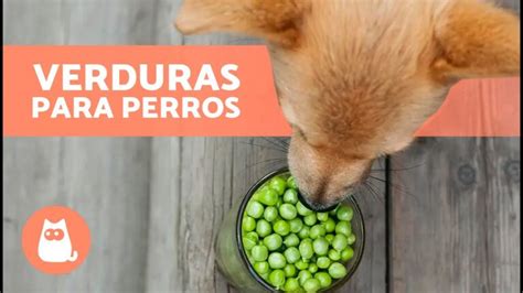 Verduras Seguras Para La Alimentaci N Canina Actualizado Octubre