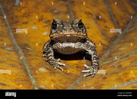 Cane Toad Bufo Marinus Manu Region Peru Re000050 Stock Photo Alamy