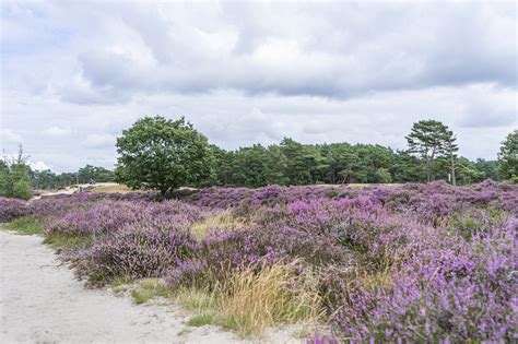 Heather Nature Forest Free Photo On Pixabay Pixabay