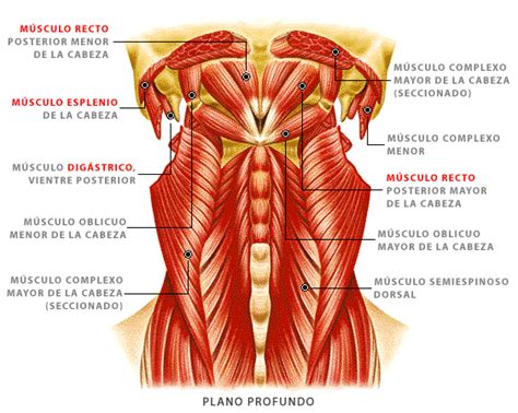 Músculos del Plano Profundo de la Cabeza y Cuello Músculos del cuello