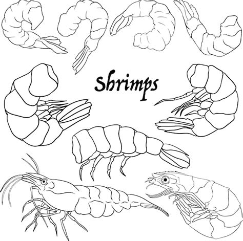 Premium Vector Shrimp Prawn Collection Shrimp Without Shell Meat