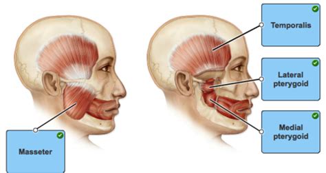 Flashcards Muscles Of Mastication Quizlet