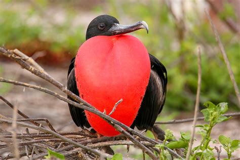 Magnificent Frigatebird Facts Information Guide American Oceans