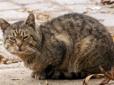 What To Do If You Find A Stray Cat Rspca South Australia