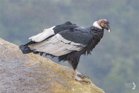 Cóndor Andinoandean Condorvultur Gryphus Onebirdperday Unavepordía