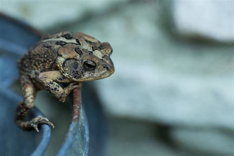 Southern Toad Images Browse 64 Stock Photos Vectors And Video